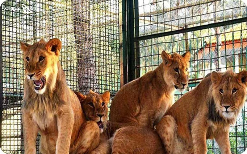 بهترین زمان بازدید از باغ وحش مشهد؛ آب و هوای مناسب